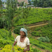 #36 Sri Lanka - le piantagioni del thè - CWP - Contest Without Prize