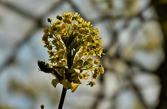 Springing And Budding