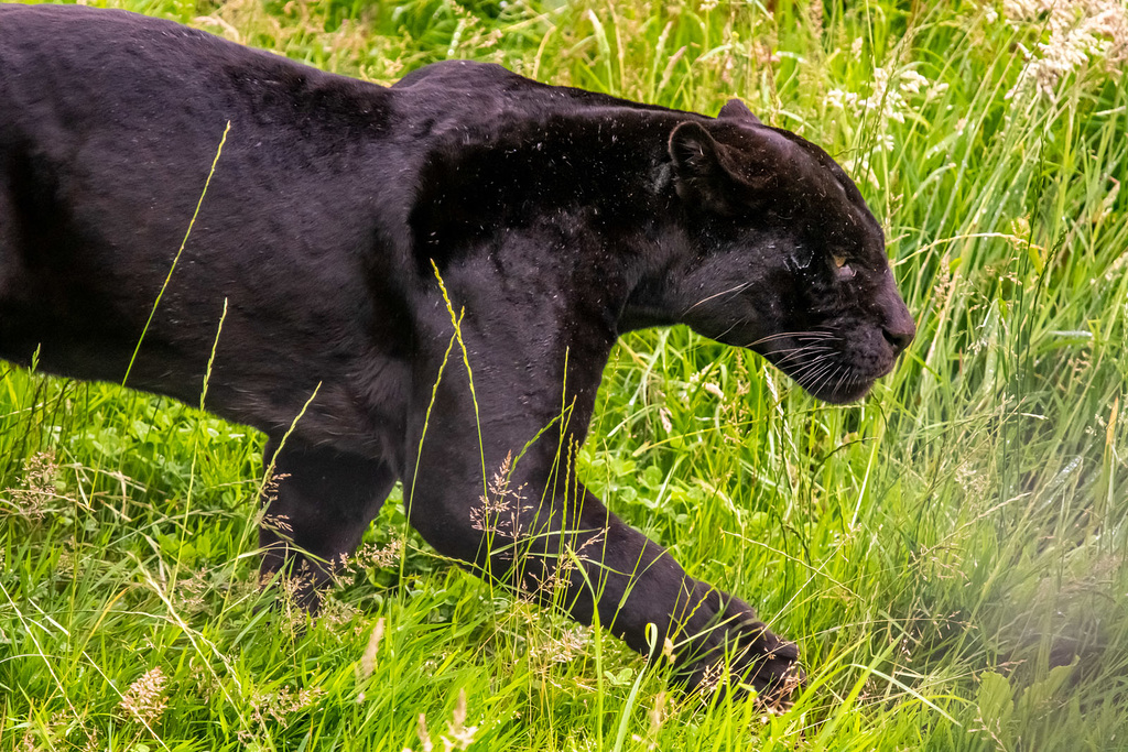 Black jaguar