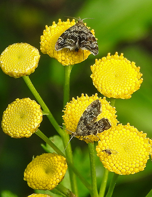 20210831 2671CPw [D~LIP] Rainfarn (Tanacetum vulgare), Brennnessel-Spreizflügelfalter (Anthophila fabriciana), Insekt, UWZ, Bad Salzuflen