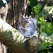 Squirrel (trying to avoid me)