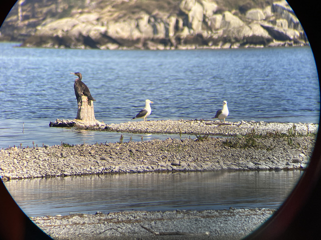 Digiscoped Cormorant and Gulls
