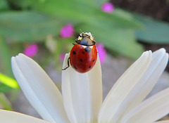 ladybug