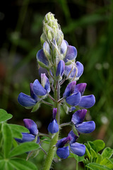 Nootka Lupine