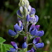 Nootka Lupine