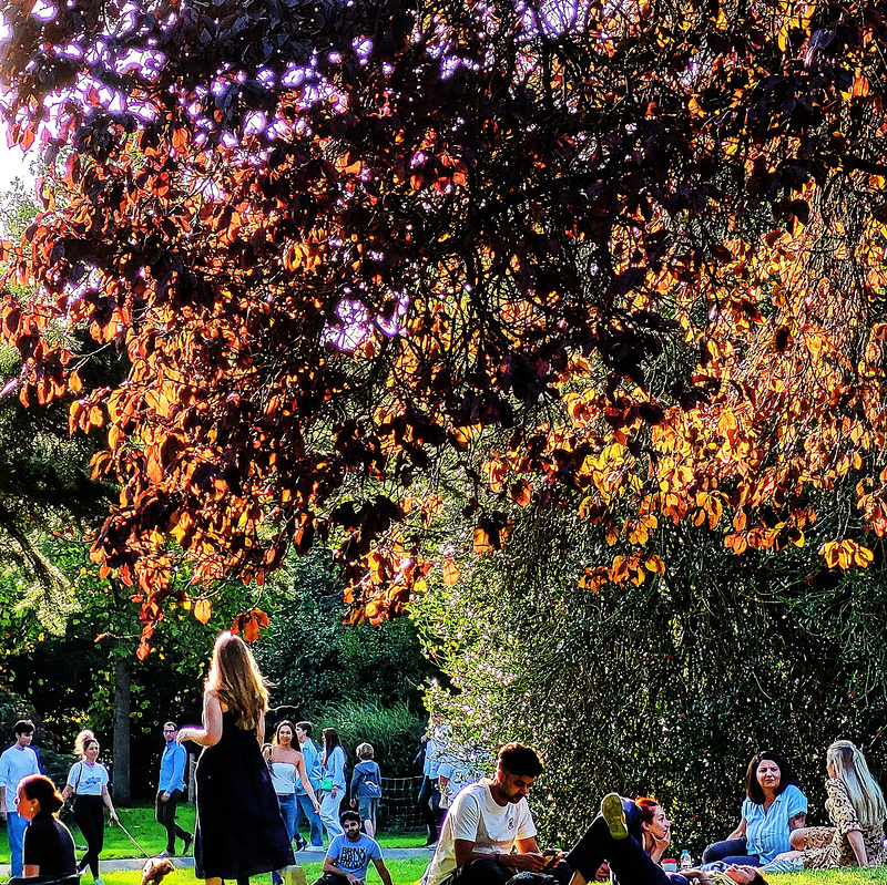 Autumn foliage