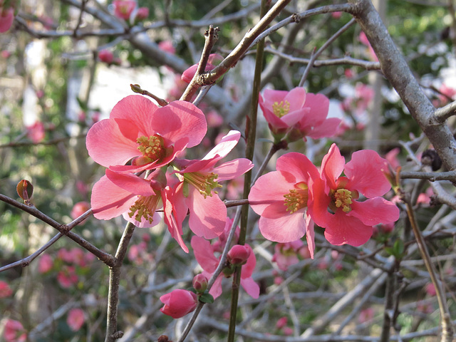 Quince flowers