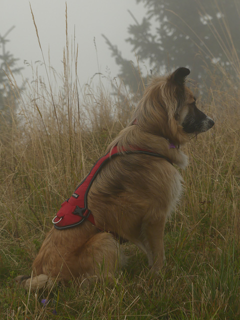 20250906 -12 Saint Colomban des Villards (Savoie) (236)