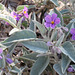 Solanum ellipticum, PJL 2872