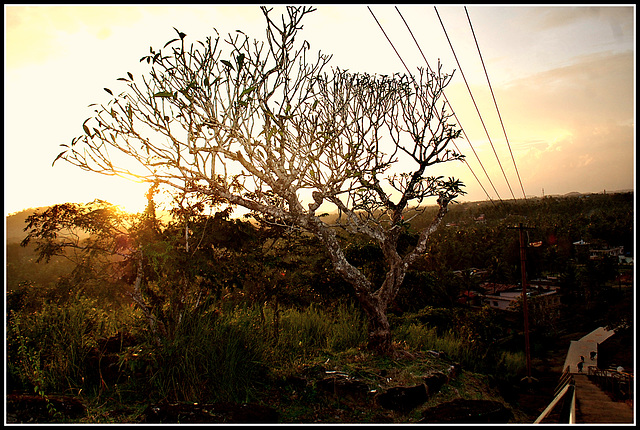 ಕುಡ್ ಚಂಪ Tree