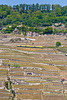 110422 train vignes