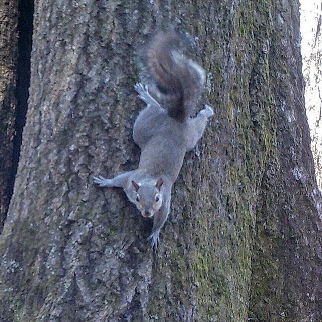 Gray squirrel