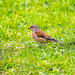 Linnet