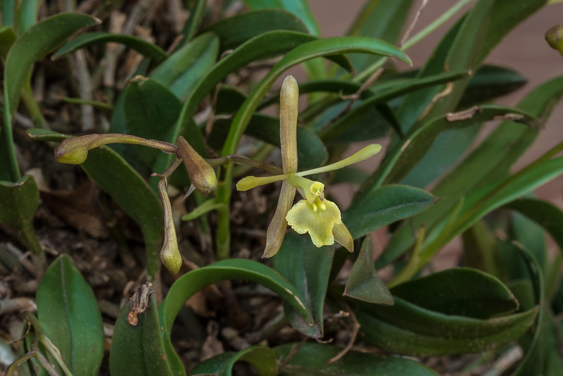 Epidendrum magnoliae (Green-fly orchid)