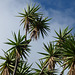 Palmeras bajo el cielo invernal en Heredia