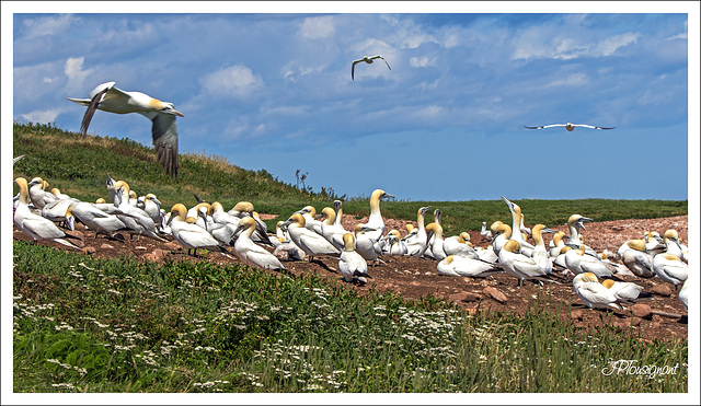 Fous de Bassan IMG 0510