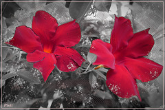 Blüten in Rot (pip)