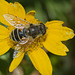 HoverflyIMG 6543