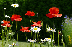 Décor champêtre dans mon jardin