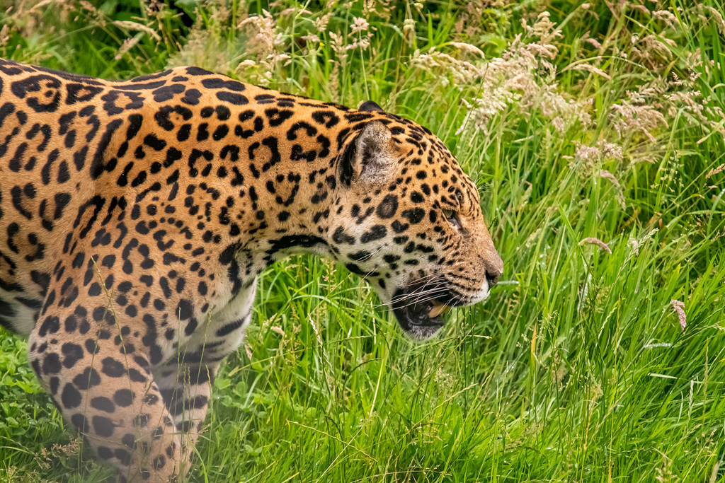 Jaguar
