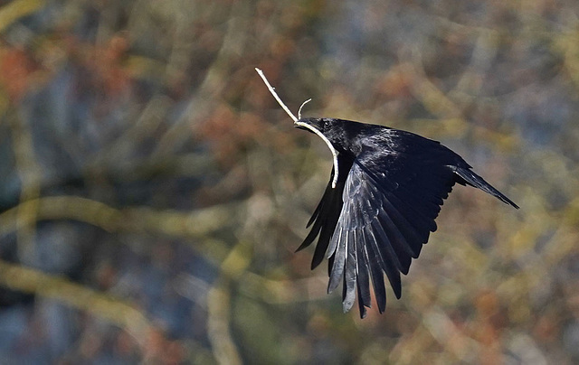 Corneille noire