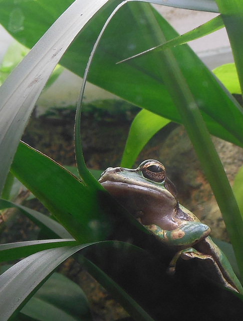 Maskenlaubfrosch