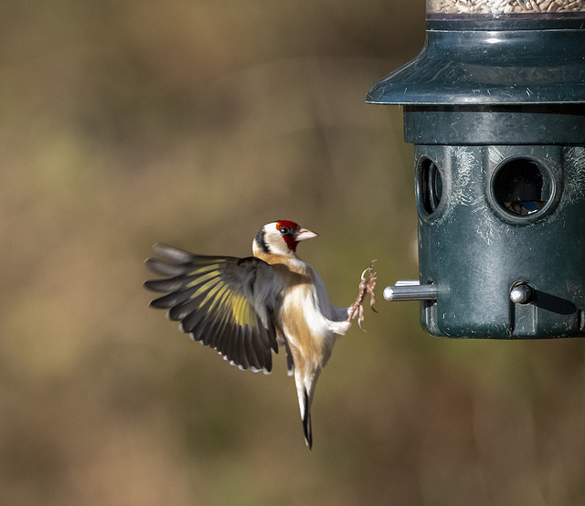 Goldfinch