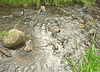 stones and ripples 2