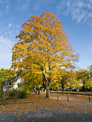 Köln - Herbst am Rautenstrauchkanal
