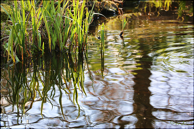 Reflections