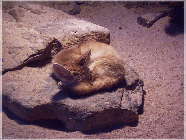 Zeit für ein Nickerchen! / Naptime!