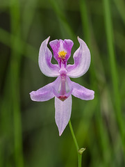 Calopogon pallidus (Pale Grass-pink orchid)