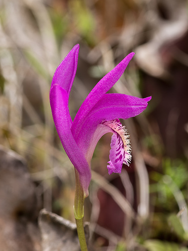 Arethusa bulbosa (Dragon's Mouth orchid)