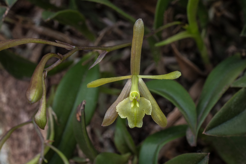 Epidendrum magnoliae (Green-fly orchid)