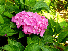 Hortensia