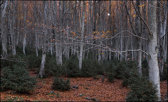 Fageda de la Serra de Sant Amand