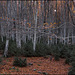 Fageda de la Serra de Sant Amand