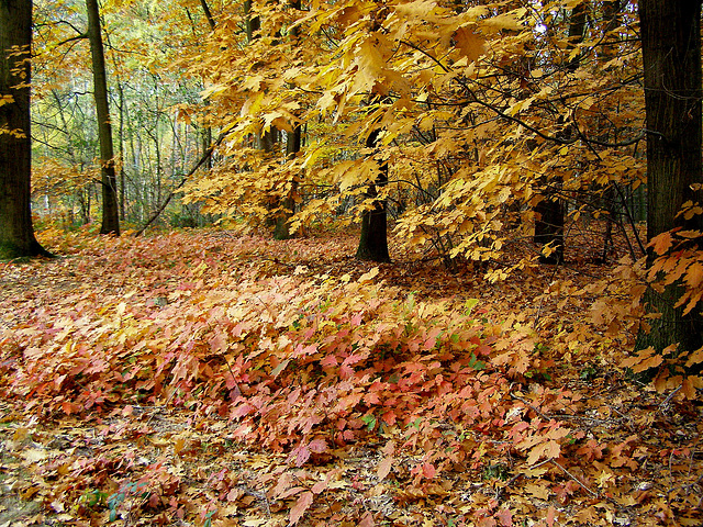 Oak  Autumn