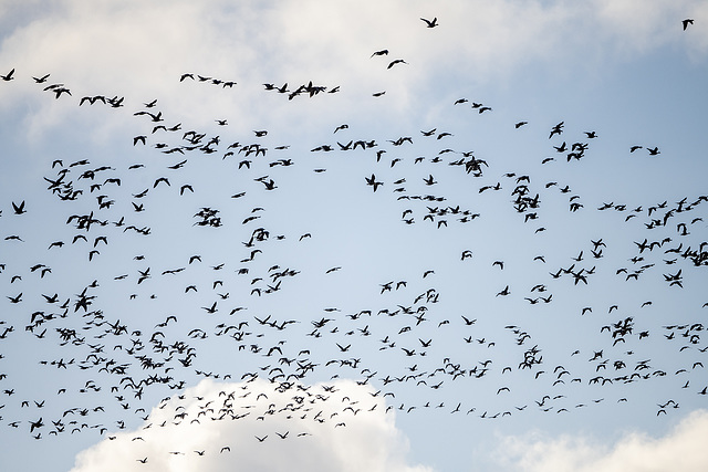 Pink footed geese