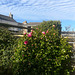 Camellia bush and mackerel sky