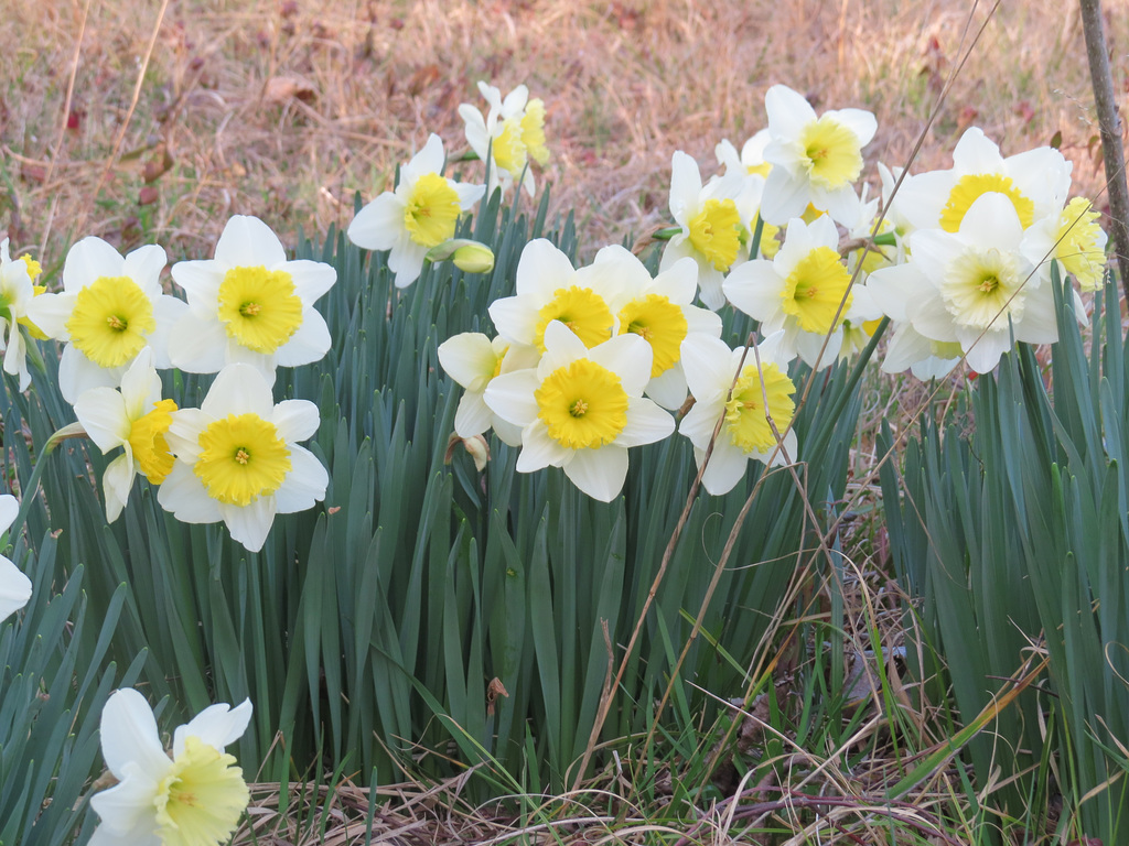 Daffodils