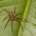 IMG 6895 Spider