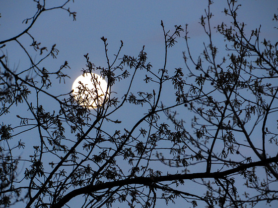 By the Light of the Silvery Moon