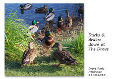 Ducks & drakes at The Drove Pond - Newhaven - 27.10.2015