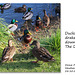 Ducks & drakes at The Drove Pond - Newhaven - 27.10.2015