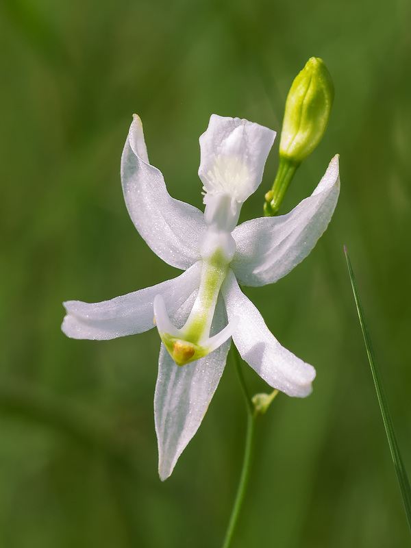 Calopogon pallidus (Pale Grass-pink orchid) true alba form
