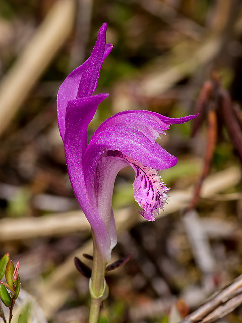 Arethusa bulbosa (Dragon's Mouth orchid)