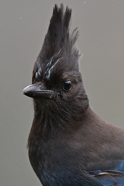 Steller's Jay