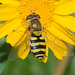 HoverflyIMG 6545