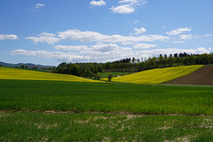 Spaziergang im Mai II